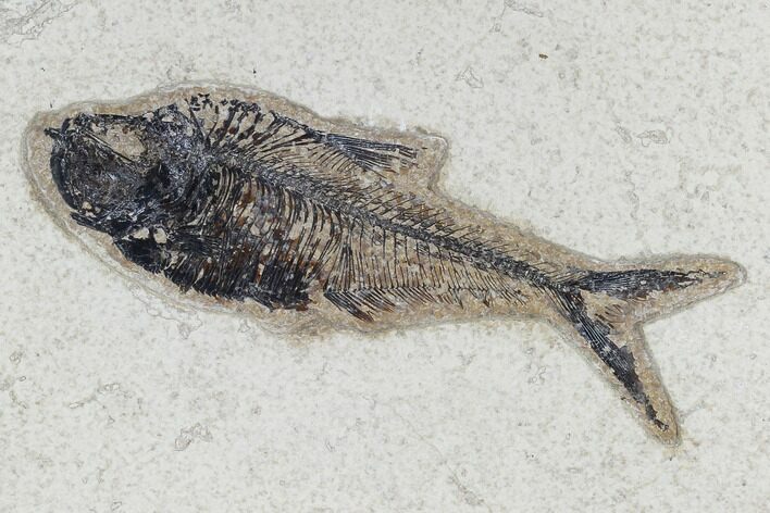Fossil Fish (Diplomystus) - Green River Formation #115583